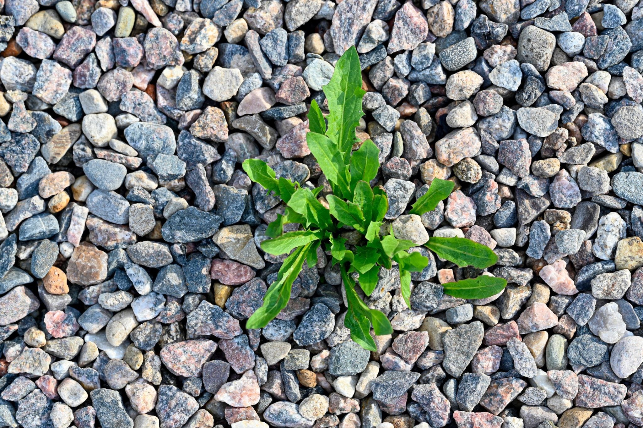 The Ultimate Guide to Weed-Free Gravel: 5 Tips for a Low-Maintenance Yard