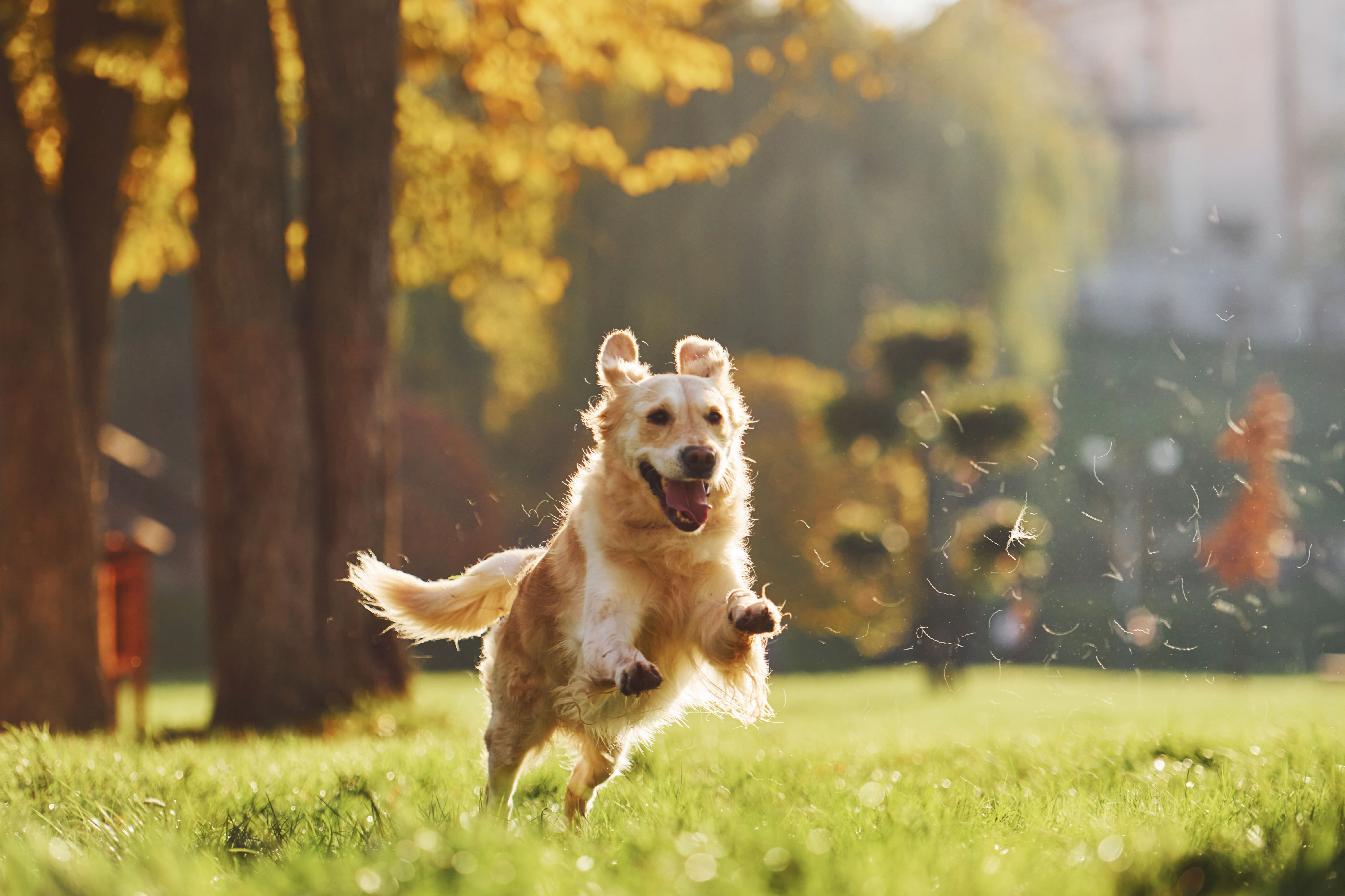 Dog-Friendly Landscaping: 10 Tips for Creating Dog-Friendly Landscaping in Your Yard