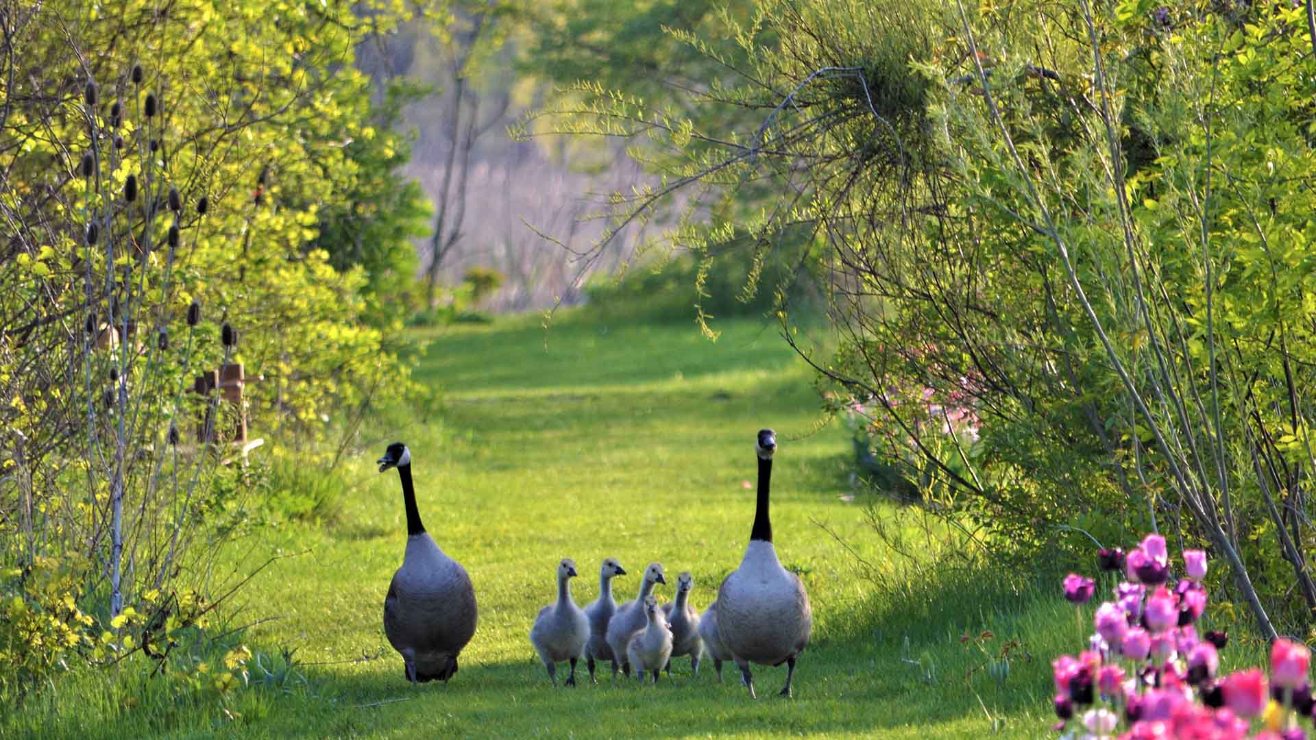 goose-family walking on naturalized landscape