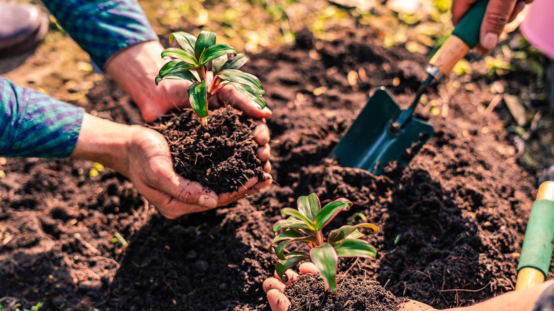 Planting plants