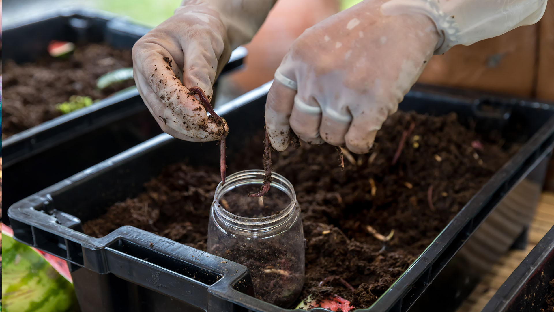 Adding organic matter (earthworms) to the soil.