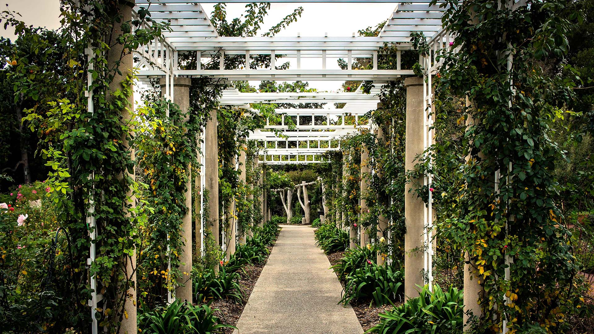 Metal and cement column trellis supporting vibrant green climbing vines in a garden.